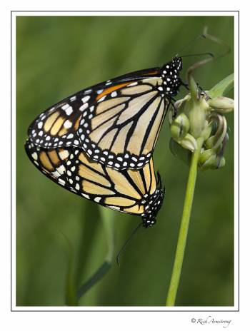 twin monarch butterflies.jpg